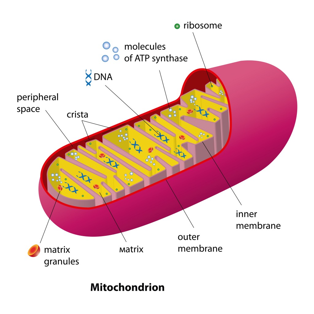 Researchers Reduce Mutated Mitochondrial Genomes Implicated in ...