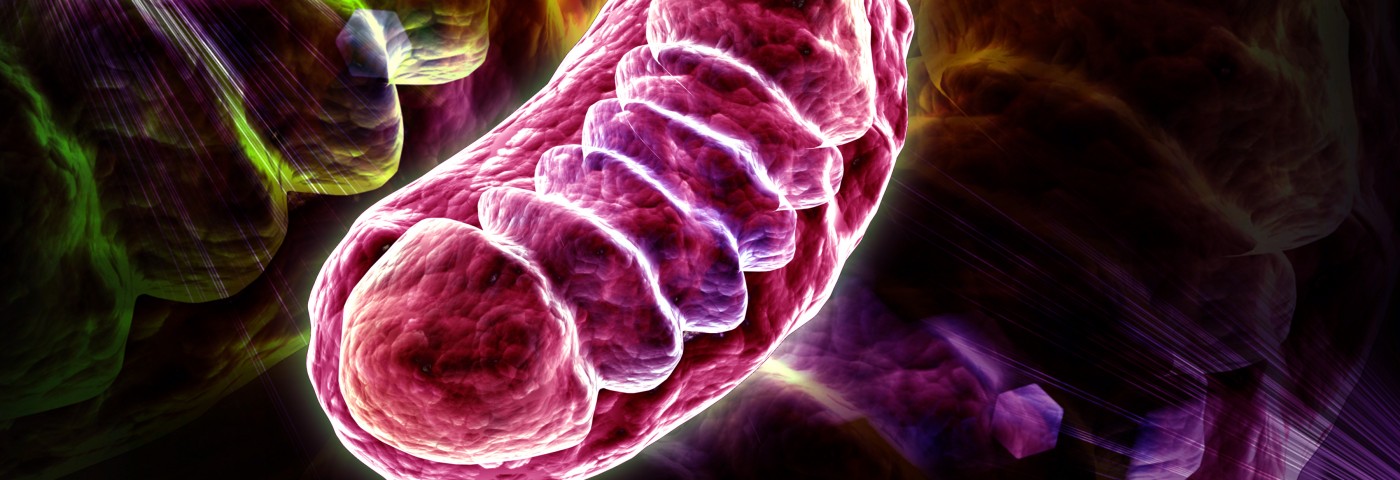Mitochondrial Calcium Uniporter Described for First Time by Researchers