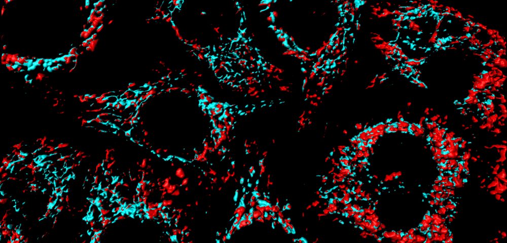 New Nanoblade More Effectively Allows Engineered Mitochondria to Be Returned to Cells