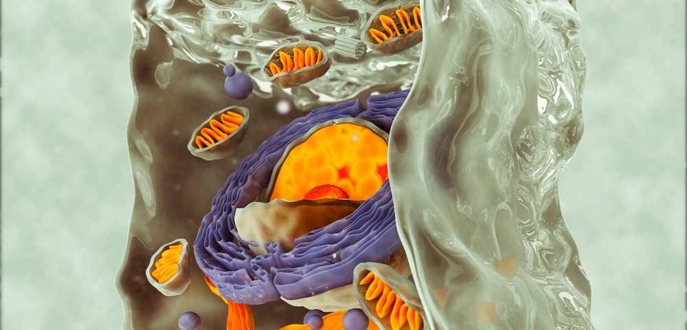 New Tools May Allow Deeper Look at Mitochondria, Disease