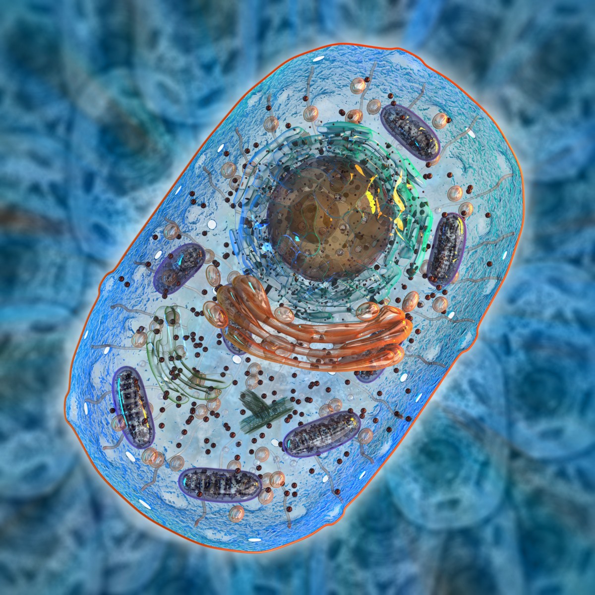 Mitochondrial replacement therapy