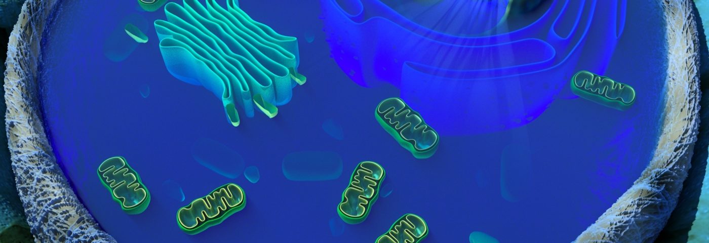 Study Shows Mitochondrial DNA, Nuclear Gene Interaction May Provide Clues to Mitochondrial Diseases