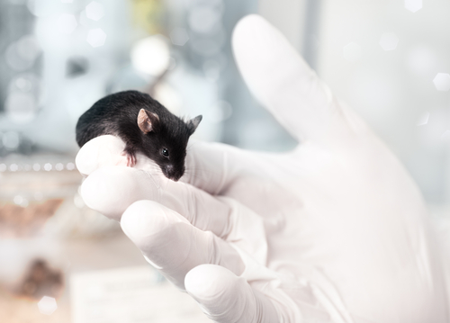 Experimental MitoQ Treatment Fails Prevention of Age-Related Muscle Mass, Function Loss in Mice