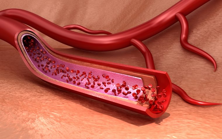 arteries and mitochondria