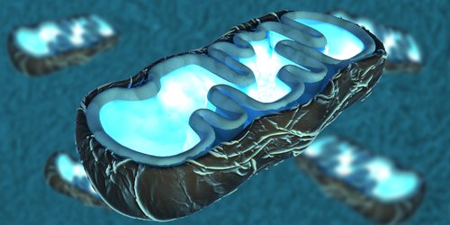 Abnormal Protein Interaction Impairs Mitochondrial Function, May Lead to Neurodegenerative Disorders, Study Suggests