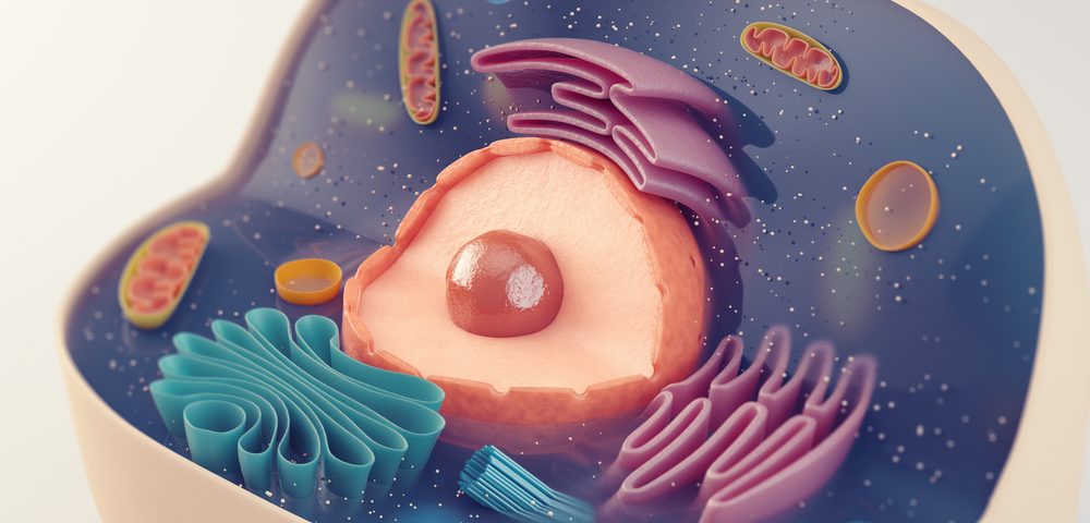 Advanced Imaging Technique Reveals How Mitochondria Incorporate Proteins