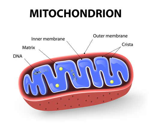 mitochondria and genetics