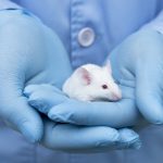 GRACILE syndrome mouse study