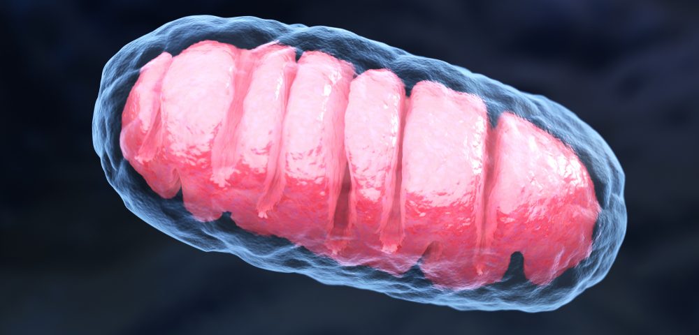 Mitochondria Transplant Could Someday Be Viable Treatment Option, Study Shows